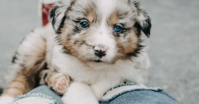 Australian Shepherd Puppies