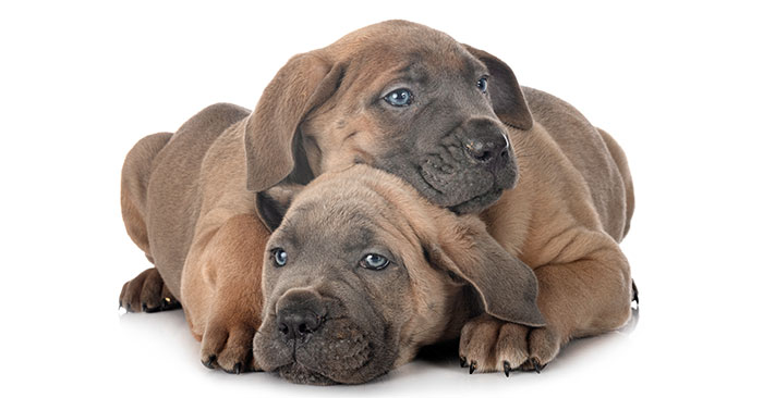 Cane Corso Puppies