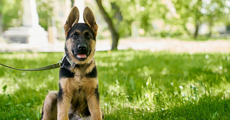 German Shepherd puppies