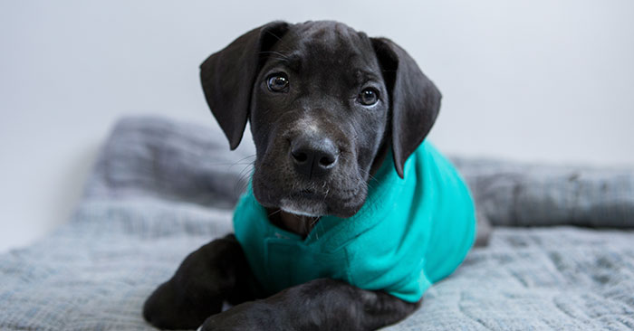 Great Dane Puppies