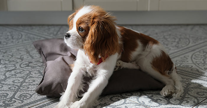 King Charles Spaniel Puppies