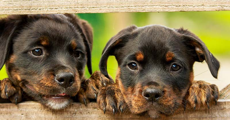 Rottweiler Puppies