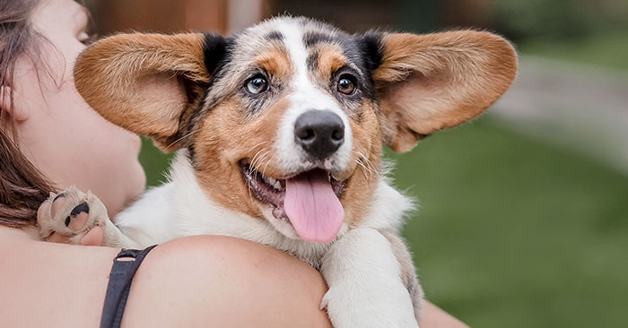 Welsh Corgi Puppies