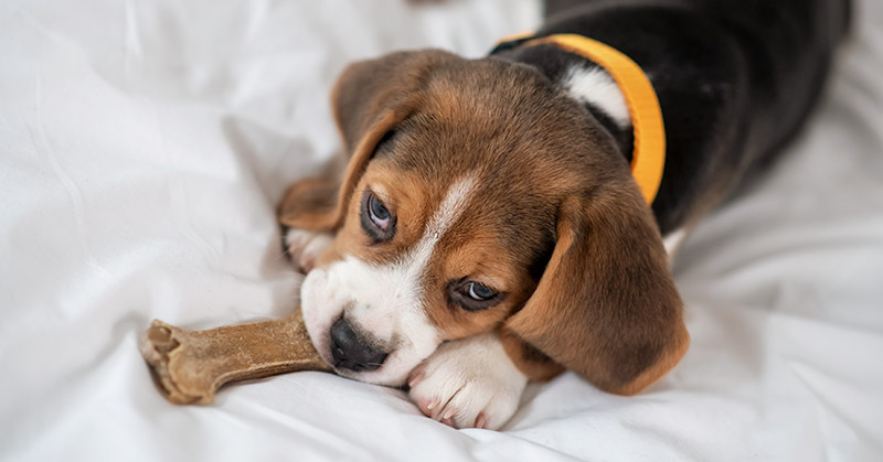 Beagle puppies