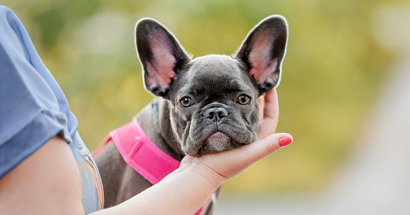 french bulldog puppies