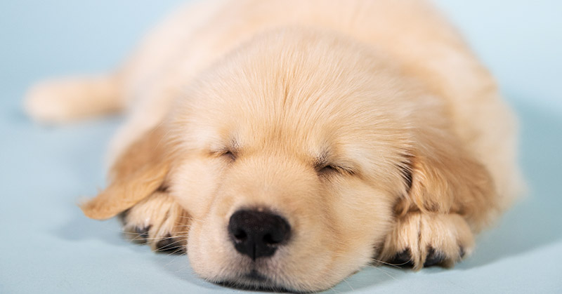 golden retriever puppies