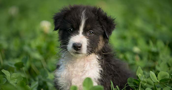 Australian Shepherd Puppies Barking