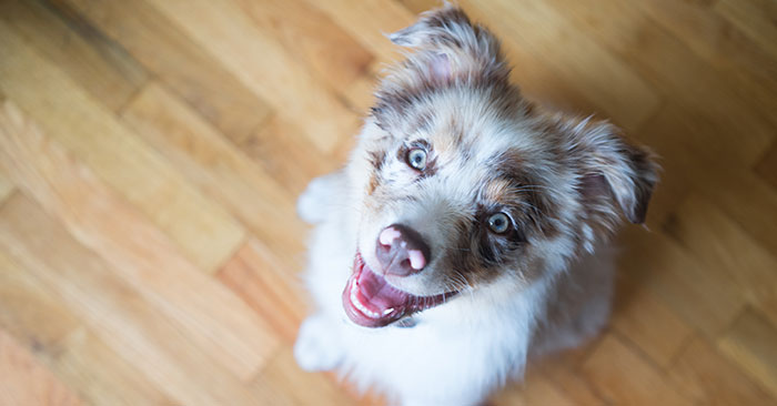 Australian Shepherd Puppies Training