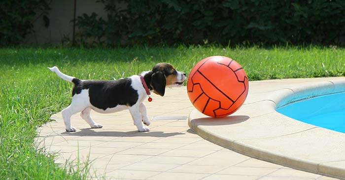 Beagle Puppies Barking