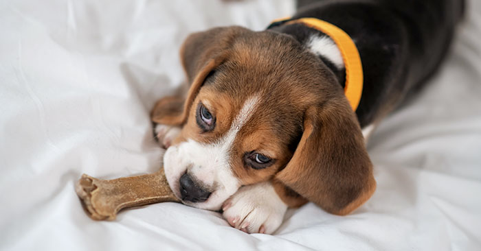 Beagle Puppies Training