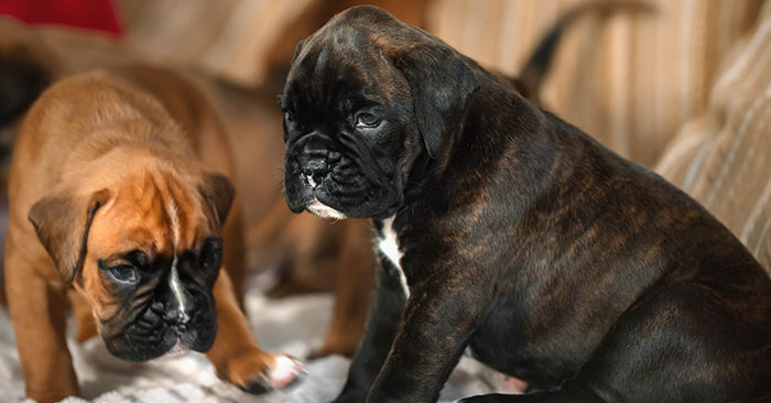 Boxer Puppies Training