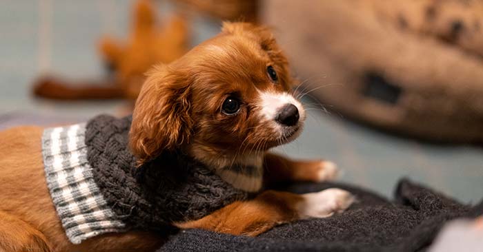 Cavalier King Charles Spaniel Puppies Barking