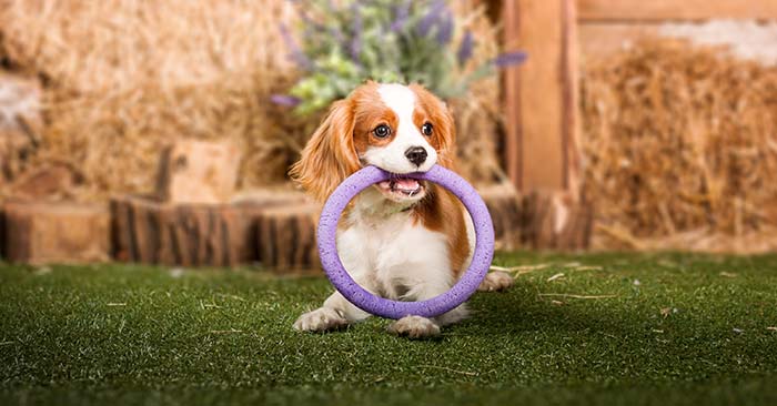 Cavalier King Charles Spaniel Puppies Training