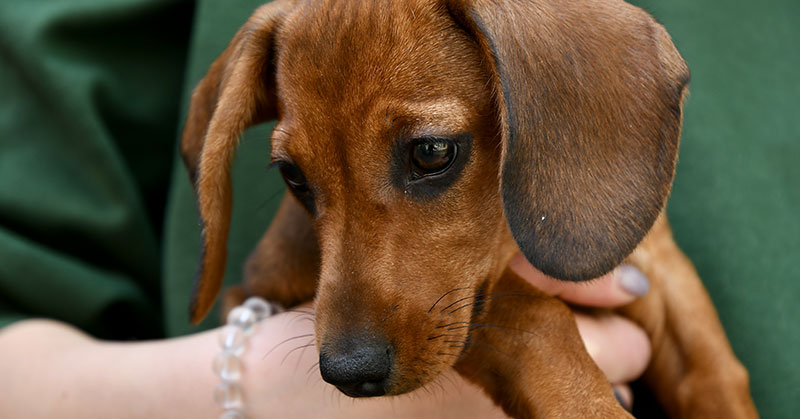 Dachshund Puppies Barking Guide