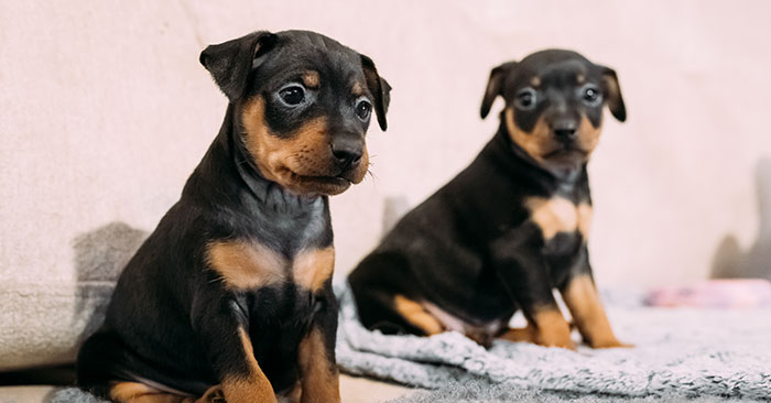 Doberman Pinscher Puppies Training