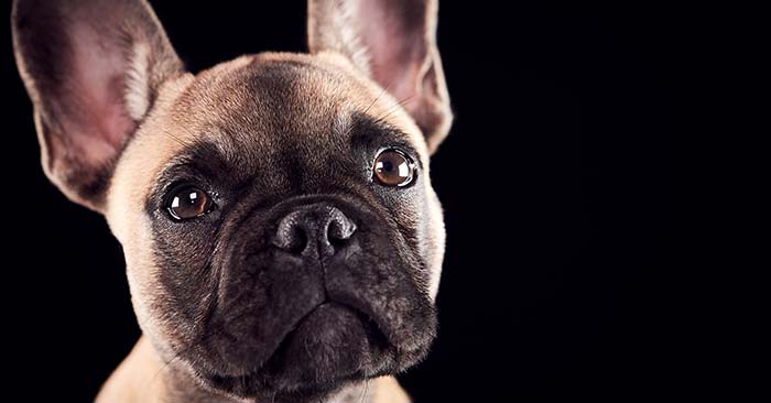 French Bulldog Puppies Barking