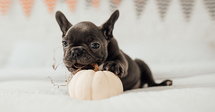 French Bulldog Puppies Training