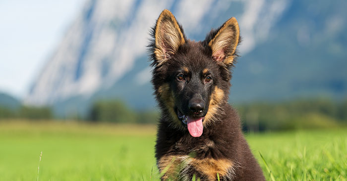 German Shepherd Puppies Training