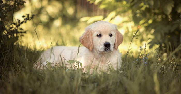 Golden Retriever Puppies Barking