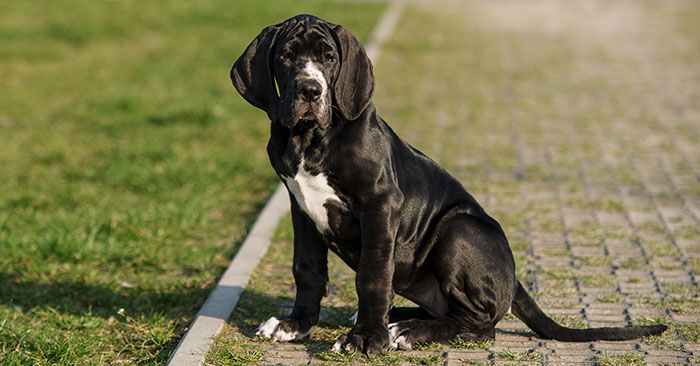 Great Dane Puppies Training