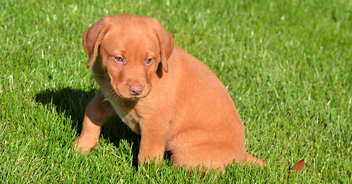 Labrador Retriever Puppies Training