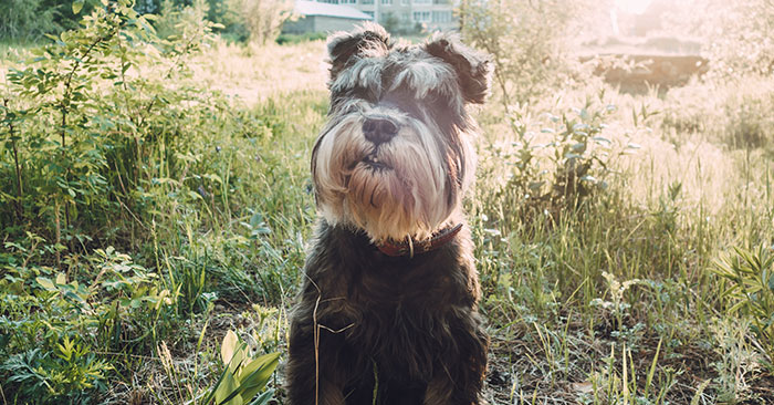 Miniature Schnauzer Puppies Training