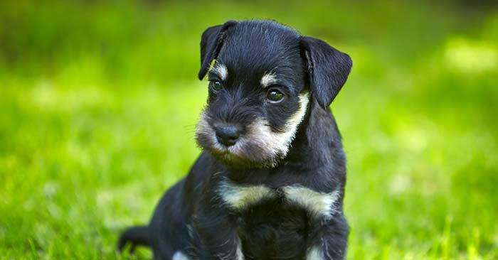 Miniature Schnauzers Puppies Barking