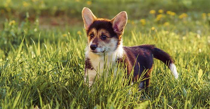 Pembroke Welsh Corgi Puppies Barking