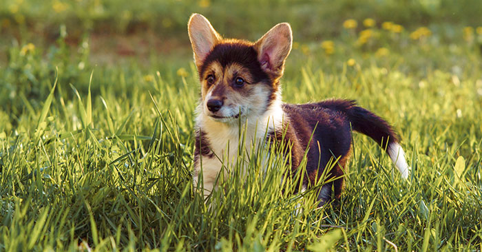 Pembroke Welsh Corgi Puppies Training