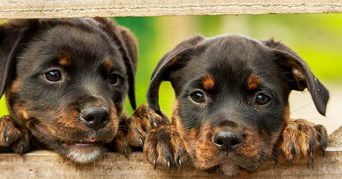 Rottweiler Puppies Barking