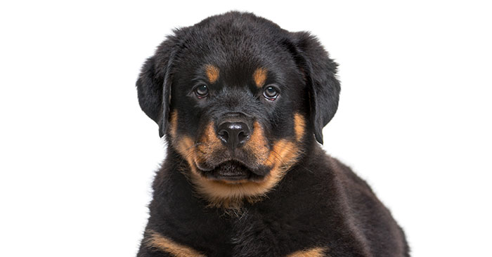 Rottweiler Puppies Training