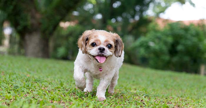 Shih Tzu Puppies Barking