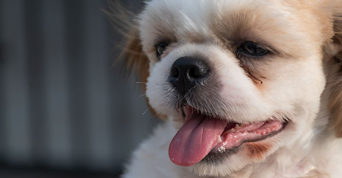 Shih Tzu Puppies Training