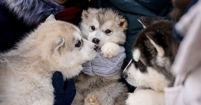 Siberian Husky Puppies Training