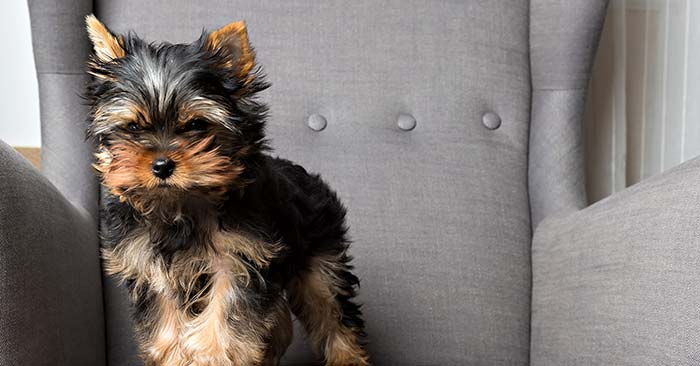 Yorkshire Terrier Puppies Barking