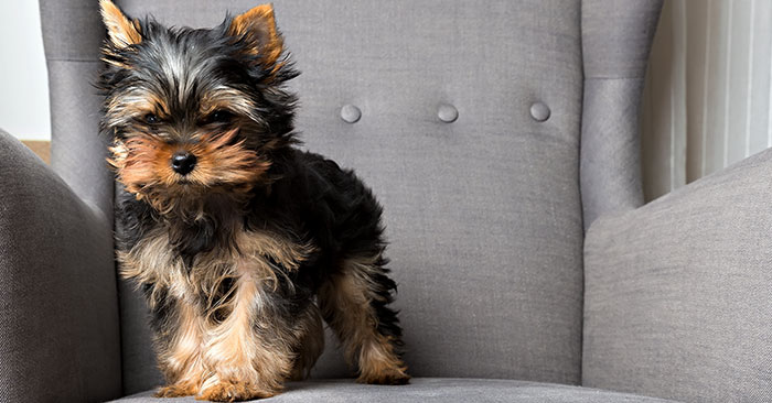 Yorkshire Terrier Puppies Training